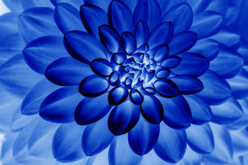 Obraz premium Oil painting of Blue dahlia petals , floral abstract background. Close up of flower dahlia for background