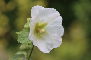Malwa biała kwiat makro