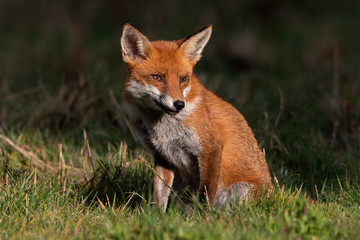 Red Fox (Vulpes vulpes) at the edge of dark shadowed woodland