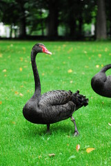 Nice black swan on green grass nature birds 