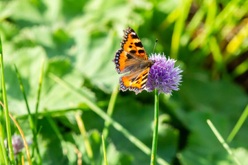 Painted Lady Butterfly Proboscis in action on Allium