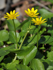 Ranunculus ficaria blooms in the wild