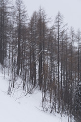 Lärchenwald im Winter