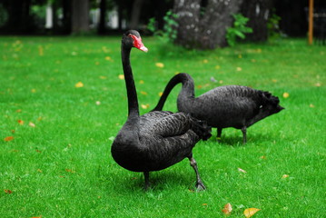 Nice black swan on green grass nature birds 