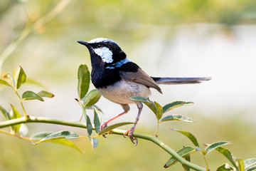 A blue faced male Superb Fairy-Wren sitting on a green branch