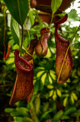 Pitcher plants at the Botanical Garden in Quito, Ecuador