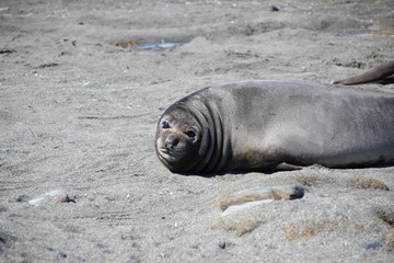 Seehunde und Pinguine in Südgeorgien