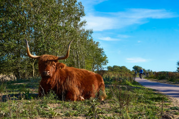 Highland cattle in the Zuid-.Kennemerland National Park in the Netherlands