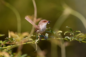 A female Superb Fairy-Wren sitting on a green branch