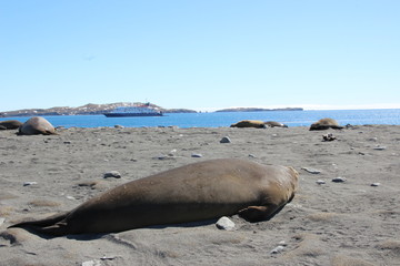 Seehundbaby in Südgeorgien, Antarktis am Strand liegend