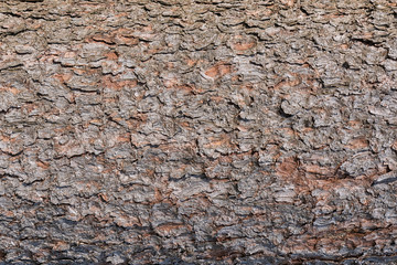 Pine bark close up. Unusual background for sites and layouts.