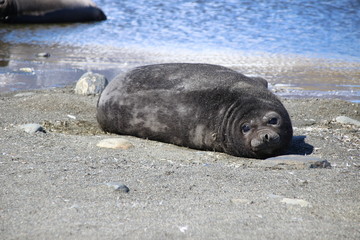 Seehundbaby in S&uuml;dgeorgien, Antarktis am Strand liegend