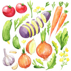 Fresh vegetables tomato cucumber onion eggplant greens garlic carrots watercolor isolated white background summer