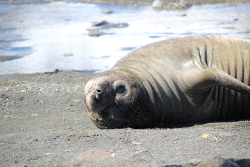 Seehundbaby in Südgeorgien, Antarktis am Strand liegend