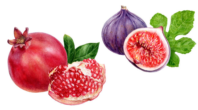 Pomegranate fig composition watercolor isolated on white background