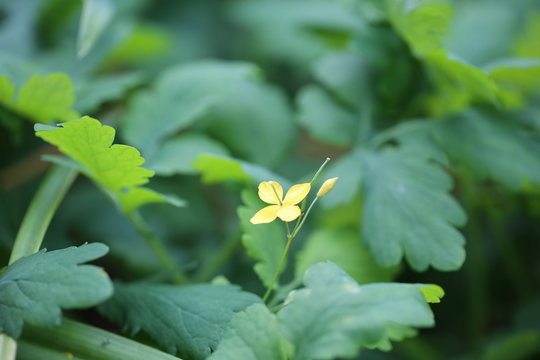 Glistnik, jaskółcze ziele makro kwiat