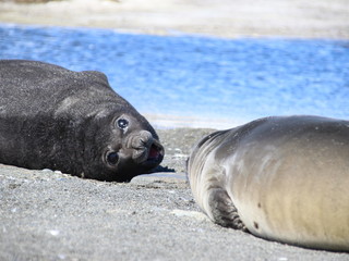 Seehundbaby in S&uuml;dgeorgien, Antarktis am Strand liegend