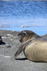 Seehundbaby in S&uuml;dgeorgien, Antarktis am Strand liegend