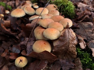 Grappe de champignons dans un bois.