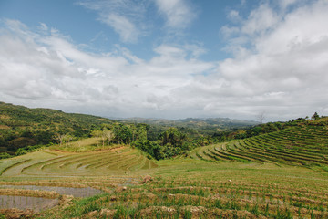 Fototapeta na wymiar Beautiful scenic view on rice fields, Bohol Island, Philippines