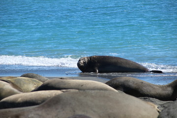 Seehunde und Pinguine in Südgeorgien