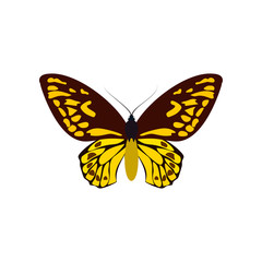 Obraz na płótnie Canvas Yellow butterfly of colorful icon top view. Art butterflies isolated on white. Vector illustration
