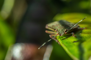 stinky green bug on leaf close up