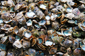 Schalen der Perlenmuschel aus einer Perlenfischerei in Asien. das Perlmutt der Schalen glänzt im Licht und schimmert seidig . Reichtum und Wohlstand versprechen diese Muschelschalen und die Perlen.