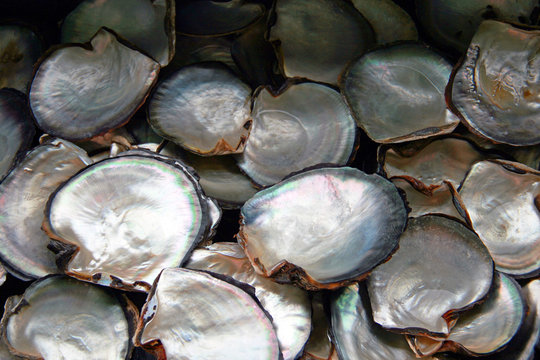 Schalen der Perlenmuschel aus einer Perlenfischerei in Asien. das Perlmutt der Schalen glänzt im Licht und schimmert seidig . Reichtum und Wohlstand versprechen diese Muschelschalen und die Perlen.