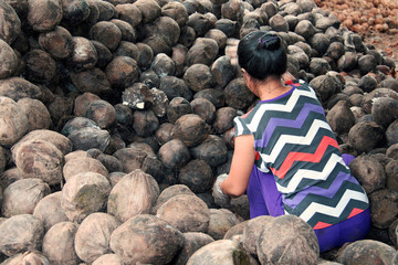 Kokosnüsse werden von einer Frau in Vietnam bei Saigon in einer Aktivkohle-Brennerei geschält....