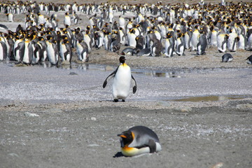 Riesige Pinguinkolonie in Südgeorgien - Königspinguin