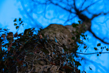 Der Efeu der den Baum hochklettert mit schöner Unschärfe