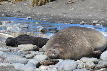 Seehunde und Pinguine in Südgeorgien