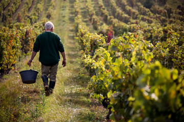 Een boer wordt wakker door een wijngaard in het landelijke wijnland Frankrijk, terwijl hij druiven aan het oogsten is.