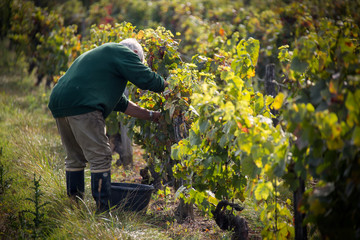 A farmer harvests grapes from a vineyard in wine country, France.