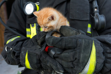 kitten in the hands of a lifeguard