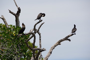 Cormorants resting on a tree in biosphere reserve