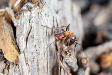 big red forest ant in natural habitat