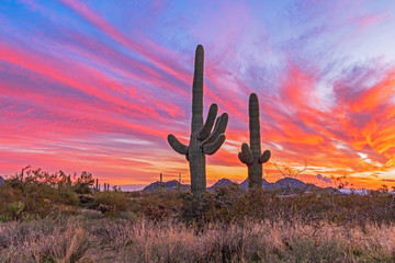 Colorful Arizona Sunset With Cactus Near Phoenix