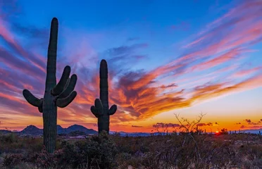 Tuinposter Zonsondergang in de woestijn van Arizona met cactus © Ray Redstone