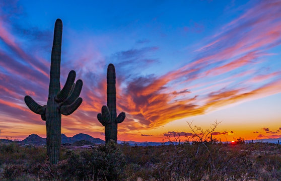 Sunset In The Arizona Desert With Cactus