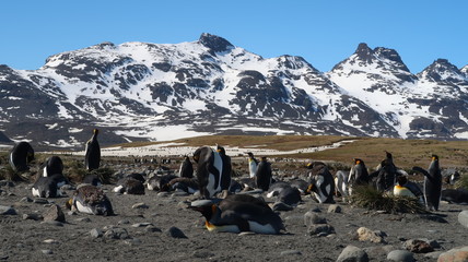 Riesige Pinguinkolonie in Südgeorgien - Königspinguine