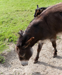 Donkey with head down in front of goat