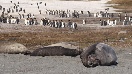 Seeelefant und Pinguine in Südgeorgien - Salisbury Plains