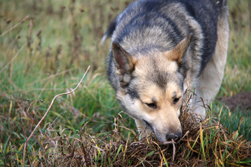 dog snuff the ground