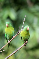 Two green perroquets on a branch