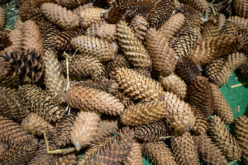 many fir cones are spread out on the ground for decoration