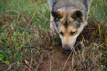 dog snuff the ground