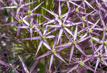 fiore di allium decorativo