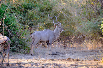 Kudu in Mana Pools National Park, Zimbabwe